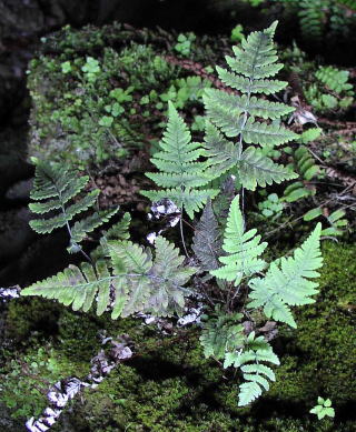 Aleuritopteris krameri CEW